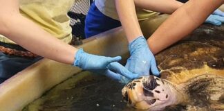 Genova, tartaruga Caretta caretta salvata in mare e trasferita all’Acquario