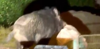 Follo, cinghiale ribalta bidone e fugge con un sacchetto di spazzatura – VIDEO cinghiale Follo spazzatura