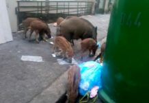 Genova, cinghiali a spasso sul lungomare di Quarto cinghiali strada Marassi via Bertuccioni Genova