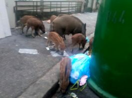 cinghiali strada Marassi via Bertuccioni Genova