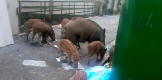 Genova, cinghiali per strada a San Fruttuoso e Marassi cinghiali strada Marassi via Bertuccioni Genova