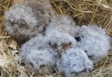 Savona, tagliano un albero e fanno precipitare nido di civette Civette nido Savona Enpa