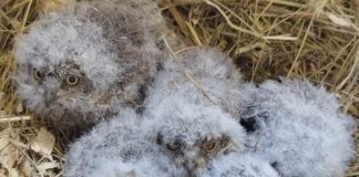 Savona, tagliano un albero e fanno precipitare nido di civette Civette nido Savona Enpa