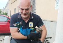 Genova, pavone fugge dalla Villa del Principe, recuperato e restituito pavone fuggito villa del Principe Genova