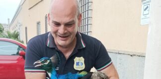 Genova, pavone fugge dalla Villa del Principe, recuperato e restituito pavone fuggito villa del Principe Genova