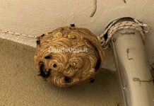 Genova, vespa killer a Sestri Ponente, trovato e distrutto il primo nido vespa velutina nido sestri ponente