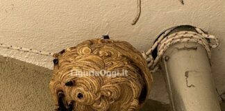 Genova, vespa killer a Sestri Ponente, trovato e distrutto il primo nido vespa velutina nido sestri ponente