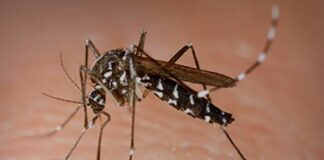 West Nile, primo caso in Liguria, allarme a Cogoleto zanzara tigre
