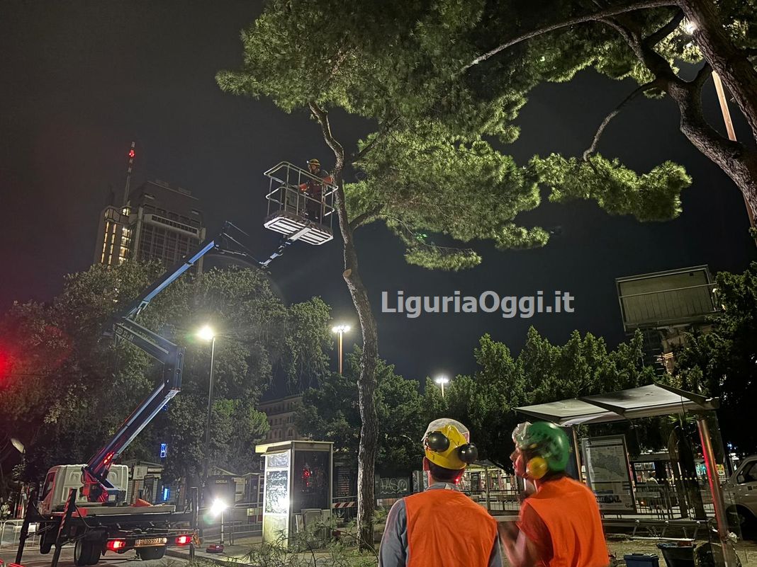 alberi tagliati Brignole