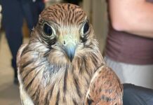 Recco, Gheppio attaccato e ferito dai gabbiani, salvato dall’Enpa Gheppio assalito da gabbiani