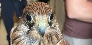 Recco, Gheppio attaccato e ferito dai gabbiani, salvato dall’Enpa Gheppio assalito da gabbiani