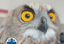 Genova, Gufo reale travolto da un’auto a Nervi Gufo reale salvato Nervi