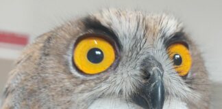 Genova, Gufo reale travolto da un’auto a Nervi Gufo reale salvato Nervi