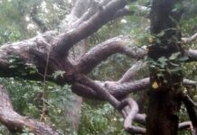 Pegli, grosso albero caduto a Villa Doria Pegli albero caduto Villa Doria