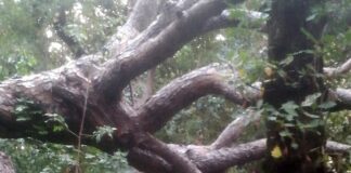 Pegli, grosso albero caduto a Villa Doria Pegli albero caduto Villa Doria