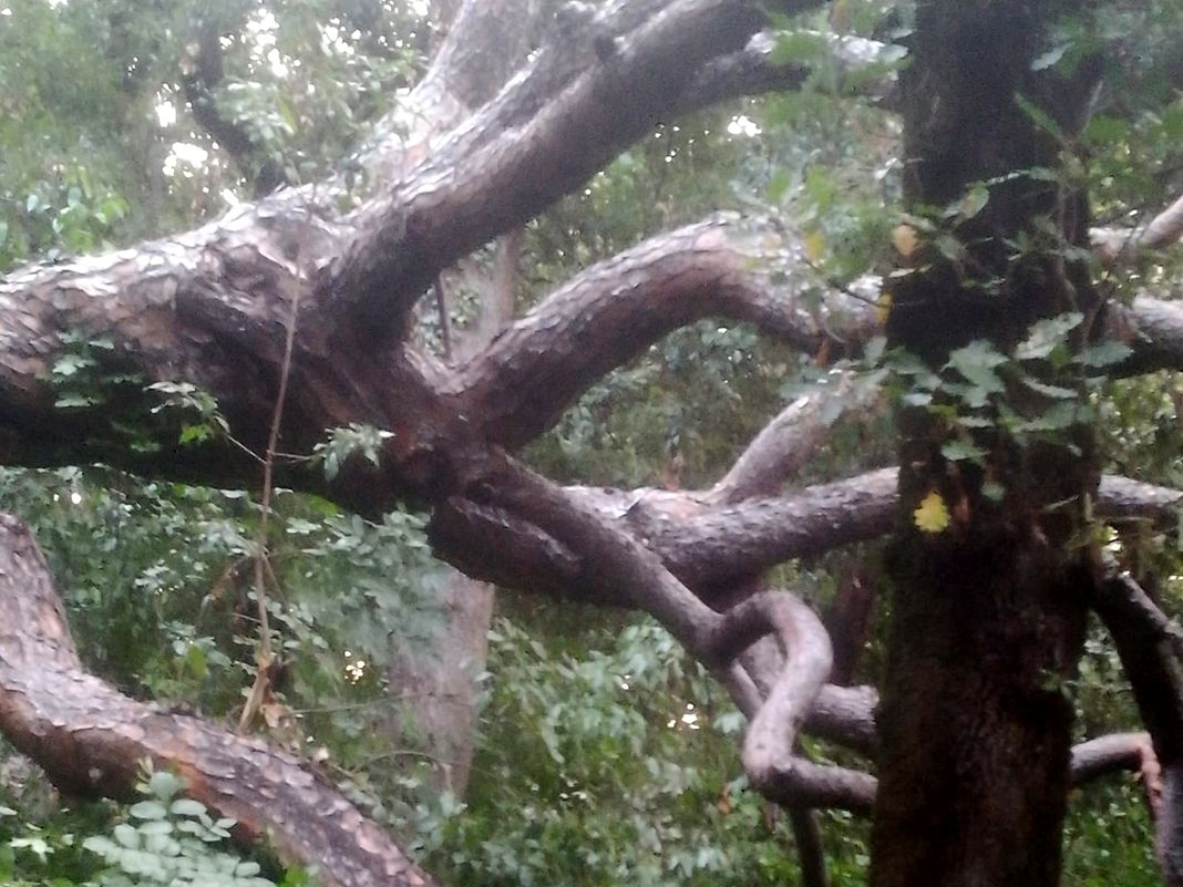 Pegli albero caduto Villa Doria