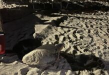 Pietra Ligure, trovato un quinto nido di tartaruga Caretta caretta Pietra Ligure nido tartaruga Caretta 13 agosto 2024