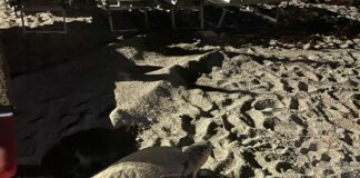 Pietra Ligure, trovato un quinto nido di tartaruga Caretta caretta Pietra Ligure nido tartaruga Caretta 13 agosto 2024