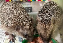 Savona, presto liberi Riccy e Cetto, i ricci salvati dall’Enpa Ricci