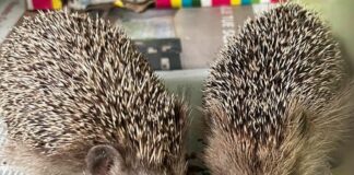 Savona, presto liberi Riccy e Cetto, i ricci salvati dall’Enpa Ricci