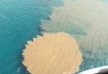 Genova, rottura della tubatura al depuratore di Quinto: rifiuti organici in mare