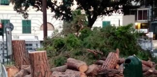 Genova, crollo della palma, Movimento 5 Stelle risponde a Piciocchi alberi abbattuti Brignole 22 agosto 2024