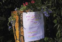 Genova, alberi abbattuti a Brignole, moncherini trasformati in colonne infami alberi abbattuti brignole colonne infami