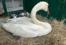 Bordighera, ferito uno dei cigni che girano per le spiagge cigno salvato Bordighera