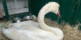 Bordighera, ferito uno dei cigni che girano per le spiagge cigno salvato Bordighera