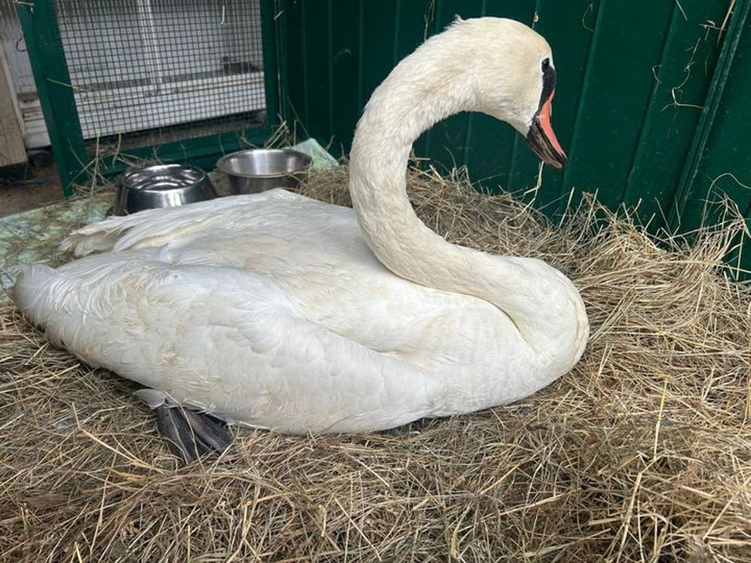 cigno salvato Bordighera