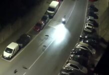 Genova, cinghiali a Marassi, bidoni a terra in via Zena e mancato incidente in viale Bracelli cinghiali viale Bracelli Marassi