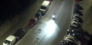 Genova, cinghiali a Marassi, bidoni a terra in via Zena e mancato incidente in viale Bracelli cinghiali viale Bracelli Marassi