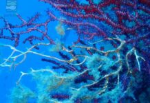 Allarme mare troppo caldo, nella Riserva Marina di Portofino gorgonie a rischio gorgonie coralli riserva marina Portofino