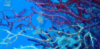 Allarme mare troppo caldo, nella Riserva Marina di Portofino gorgonie a rischio gorgonie coralli riserva marina Portofino