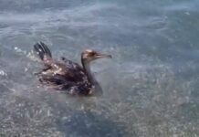 Riva Trigoso, un marangone nuota tranquillamente tra i bagnanti Maragone Riva Trigoso