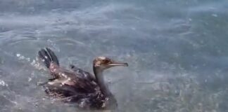 Riva Trigoso, un marangone nuota tranquillamente tra i bagnanti Maragone Riva Trigoso