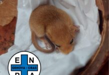Moneglia, morti i moscardini salvati da Enpa che chiede di tenere i gatti in casa Moscardino salvato enpa