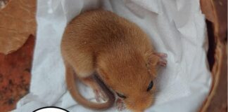 Moneglia, morti i moscardini salvati da Enpa che chiede di tenere i gatti in casa Moscardino salvato enpa