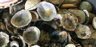 Genova, misteriosa moria di conchiglie nel mare di Quinto e Nervi patelle conchiglie