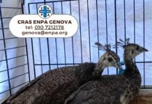 Pavoni cercano casa, appello Enpa per adozione pavoni