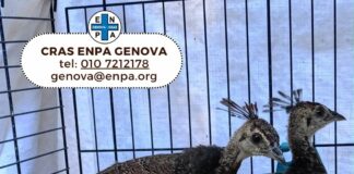 Pavoni cercano casa, appello Enpa per adozione pavoni