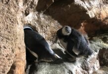All’Acquario di Genova nati due pinguini di Magellano Pinguini magellano acquario Genova