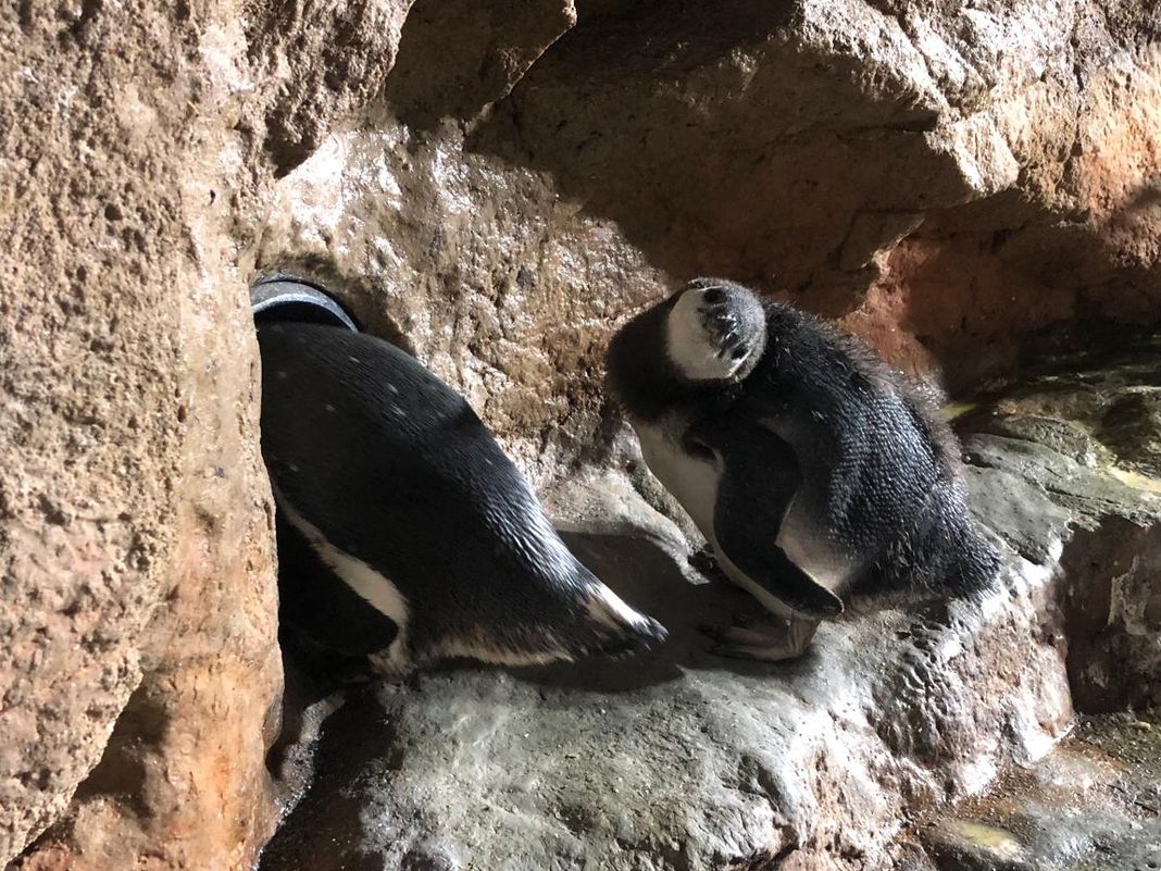 Pinguini magellano acquario Genova