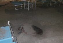 Laigueglia, una serata per scoprire tutti i segreti del nido di tartaruga caretta caretta tartaruga Diana Laigueglia