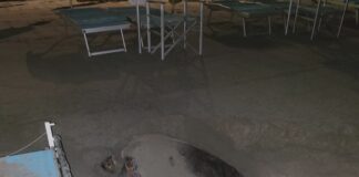 Laigueglia, una serata per scoprire tutti i segreti del nido di tartaruga caretta caretta tartaruga Diana Laigueglia