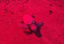 Laigueglia, nate all’alba le tartarughine Caretta caretta tartarughina Caretta caretta Laigueglia