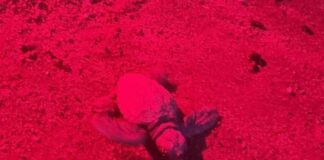 Laigueglia, altre 5 tartarughine nate dal nido sulla spiaggia tartarughina Caretta caretta Laigueglia