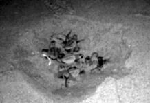 In Liguria e boom di nascite di tartarughe di mare tartarughine Caretta caretta Laigueglia