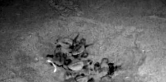 In Liguria e boom di nascite di tartarughe di mare tartarughine Caretta caretta Laigueglia