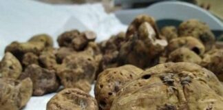 Tartufi, in Liguria raccolta posticipata al 25 settembre Tartufi Liguria